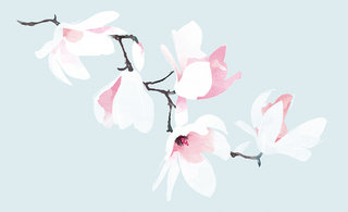 Magnolia blossom 320 0x87x1999x1218 q85