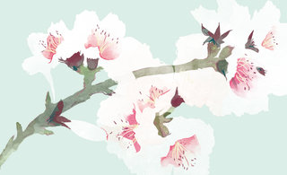 Weleda blossom 320 0x206x1999x1220 q85