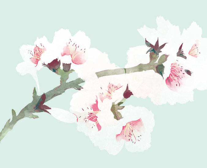 Weleda blossom 676 xxx q85