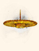 Lustrerie 150 76x0x3126x4064 q85