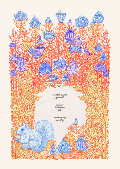 Feathers and fur anna higgie squirrel 7 389 xxx q85