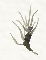 Web aloe 2 150 84x348x3323x4319 q85