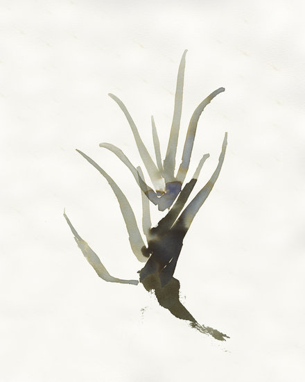 Web aloe 2 440 xxx q85