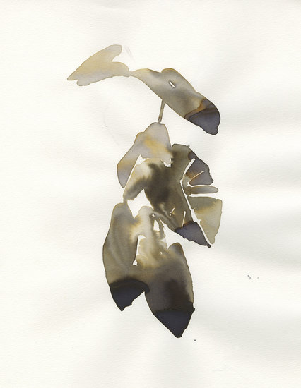 Web among elephant ears 426 xxx q85