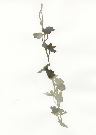 Web single orchid 391 xxx q85