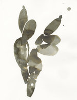 Web lady cactus  150 60x9x1434x1864 q85