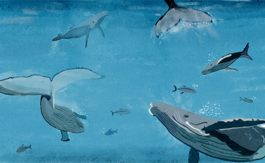 High life 3 895 xxx q85