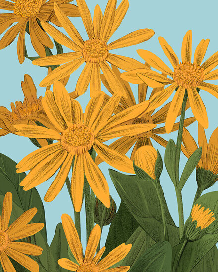 Lazo12 s 440 xxx q85