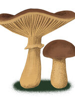 Silja04 150 94x0x562x731 q85