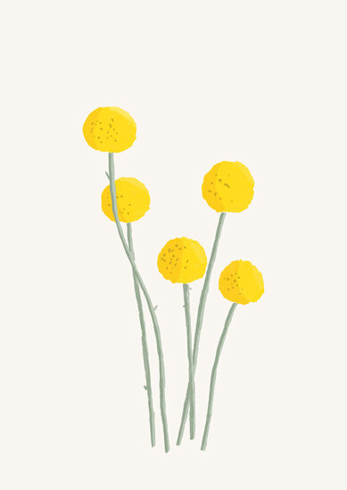 Craspedia 389 xxx q85