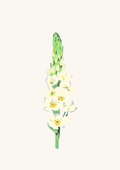 Ornithogalum 389 xxx q85