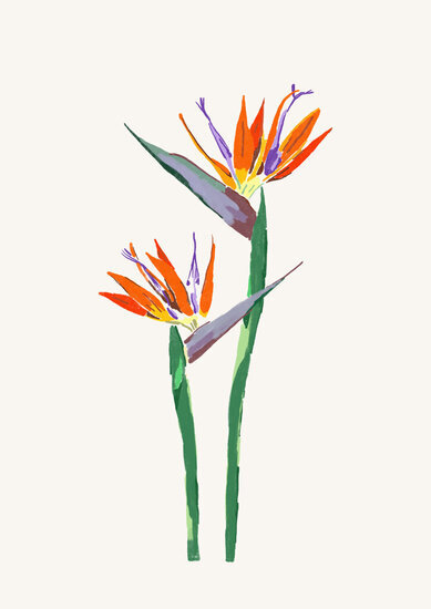Strelitzia 389 xxx q85