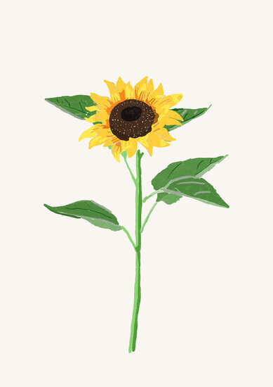 Sunflower 389 xxx q85