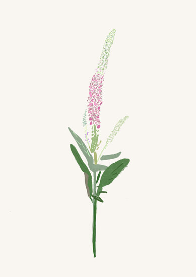 Veronica flower 389 xxx q85