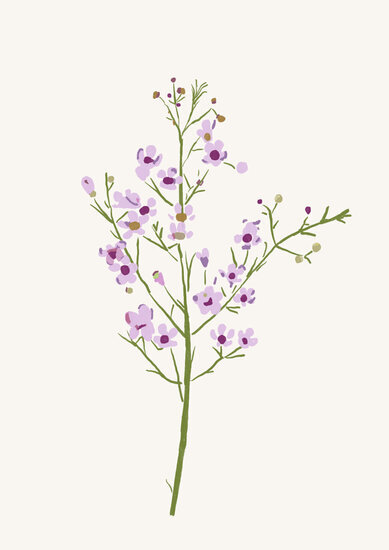 Wax flower 389 xxx q85