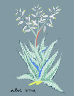 Aloevera hd 150 0x103x1747x2272 q85