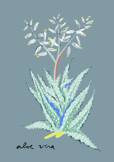 Aloevera hd 388 xxx q85