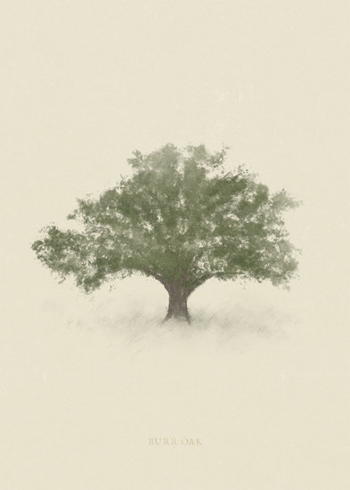 Burr oak 393 xxx q85