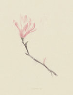Magnolia 150 0x49x999x1300 q85