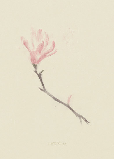 Magnolia 393 xxx q85