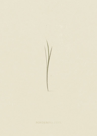 Ponderosa pine 393 xxx q85