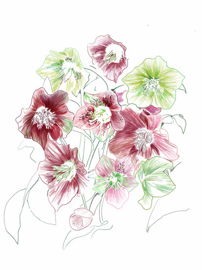 Rosesnoel 413 xxx q85