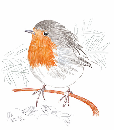 Rougegorge 485 xxx q85