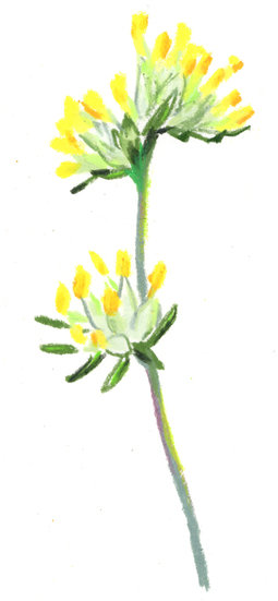 Chanel x regain 2020anthyllis copy 255 xxx q85