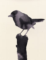 Little bird 150 173x0x1151x1496 q85