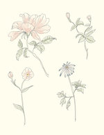 Florals 150 60x0x3076x3999 q85