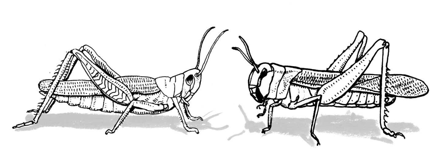 Lsberke bw fd grasshopperlocust 1445 xxx q85