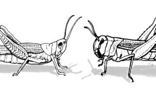 Lsberke bw fd grasshopperlocust 320 738x0x2460x1499 q85