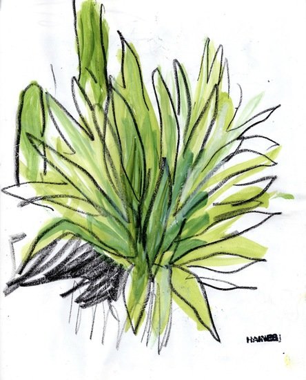 Lanzarote 20009 444 xxx q85