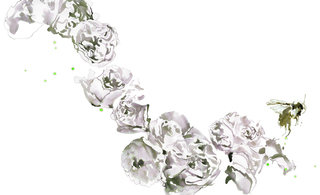 Splash rose and bee copy 320 0x126x1499x913 q85